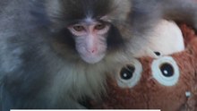 Punch, el mono abandonado y su peluche que conquistan las redes sociales en Japón