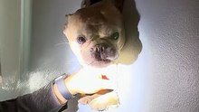 French Bulldog Freed After Tumbling Through Attic Into Second-Floor Wall