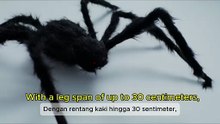 The World's Fastest Hunter: The Huntsman Spider | Laba-laba Pemburu Tercepat di Dunia