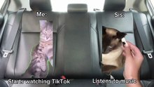 Relatable airport journey #meme #catmeme #fyp #viral #relatable #pov #fypシ゚viral #relatablepov #cat #catpov