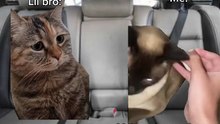 Classic car journey #meme #catmeme #fyp #fypシ゚viral #relatable #relatablepov #catpov #cat #relatabelcat