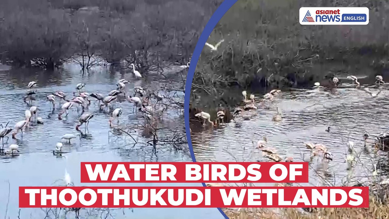 Thoothukudi Estuarine Wetlands Come Alive with Water Birds | Visuals