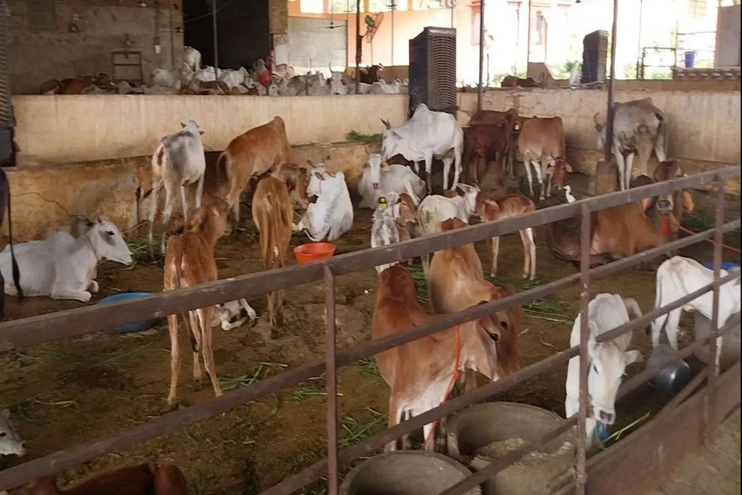 swm: मुख्यमंत्री मंगला पशु बीमा योजना: 72 दावों पर 14 लाख जारी, दर्जनों पशुपालक अब भी इंतजार में