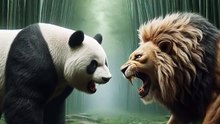 Panda Meets Lion 🐾🔥