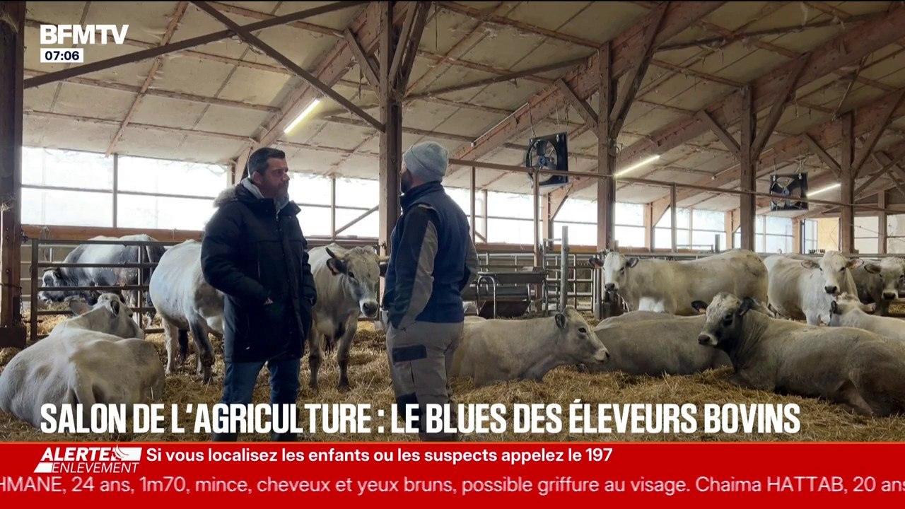 À cause de la dermatose bovine, cet éleveur ne présentera pas son taureau de concours au Salon de l'Agriculture