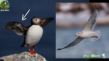 How Can Puffins Fly Both in the Air and Underwater Love Story