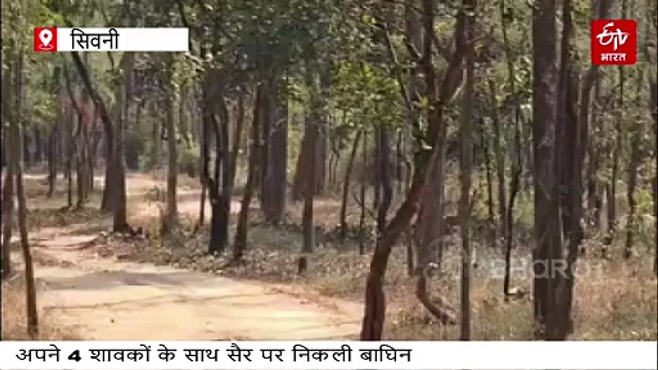 पेंच टाइगर रिजर्व में जुगनी बाघिन ने दिया सरप्राइज, फिर दिखी 5 बाघों की मस्तानी चाल