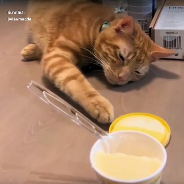 ไม่เนียนเอาซะเลยนะ... ต้าวส้ม !