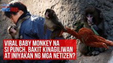 Viral baby monkey na si Punch, bakit kinagiliwan at iniyakan ng mga netizen? | GMA Integrated Newsfeed