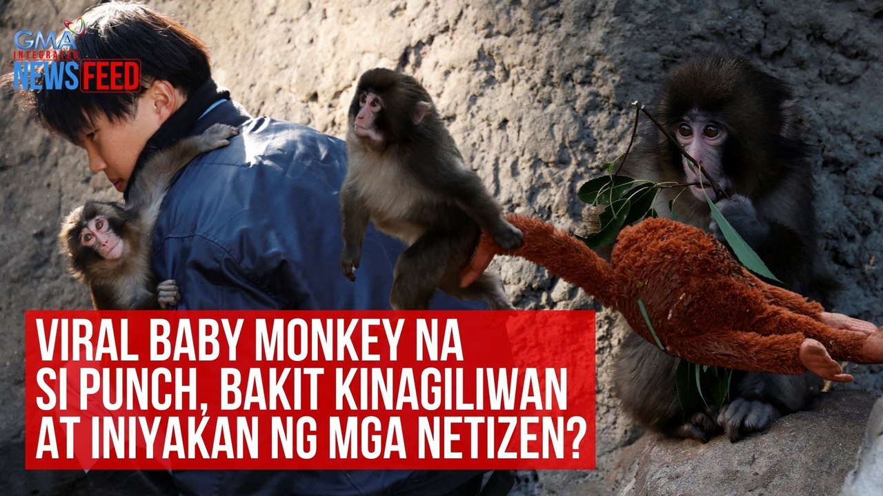 Viral baby monkey na si Punch, bakit kinagiliwan at iniyakan ng mga netizen? | GMA Integrated Newsfeed