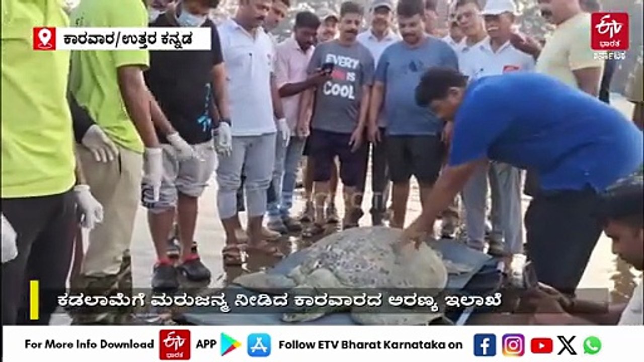 70ರ ಆಮೆಗೆ ಮರುಜನ್ಮ ನೀಡಿದ ಕಾರವಾರದ ಅರಣ್ಯ ಇಲಾಖೆ
