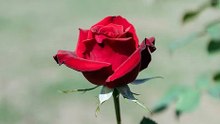 A beautiful red rose