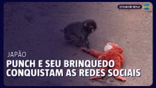Punch, o macaco abandonado, e seu brinquedo de pelúcia estão conquistando as redes sociais no Japão.