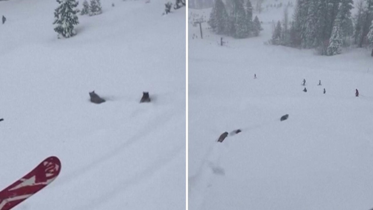 California, tre orsi irrompono sulla pista da sci: discesa tra gli sciatori