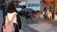 Yaşananlar ders olmadı: Trabzon sokakları başıboş köpekle dolu