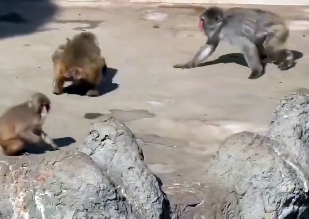 La conmovedora historia de Punch y su inseparable peluche