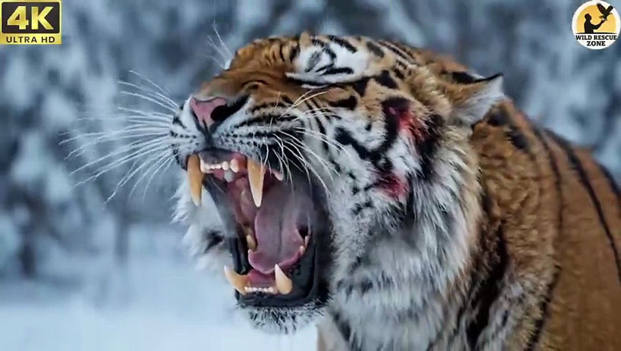 When_a_Wolf_Begs_for_Help_to_Save_a_Tiger_Cub_in_Siberia_A_Heart_Touching_Story