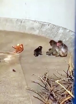 Filhote de macaco-japonês rejeitado pela mãe sobre abraçado a um bichinho de pelúcia