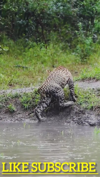 Curious leopard