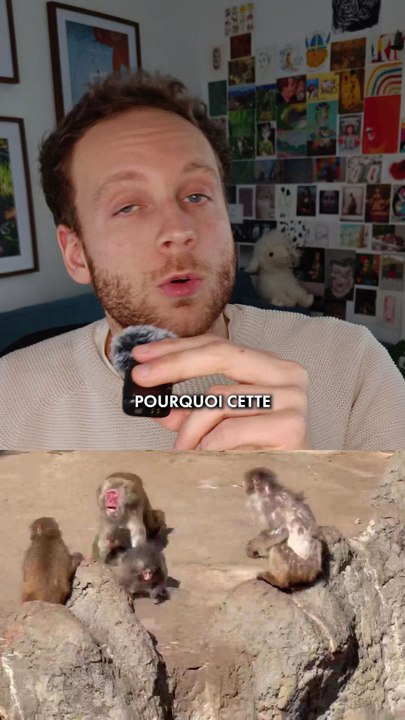 Pourquoi ce petit singe nous touche autant ? 🐒#punch #zoo #empathie #unicef #statistiques