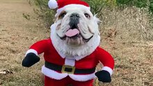 Cute Bulldog in her Santa costume gets the cameras flashin' & heads turnin'