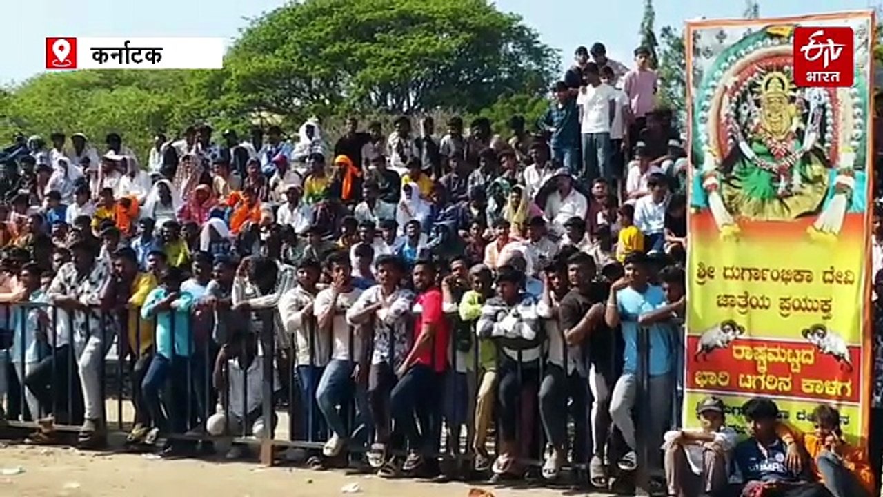भेड़ों की लड़ाई की अनोखी परंपरा: दांतों की संख्या के आधार पर अलग-अलग ग्रुप में मुकाबला