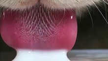 Why Cats Drink Water Differently Than Dogs