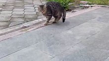 #cat