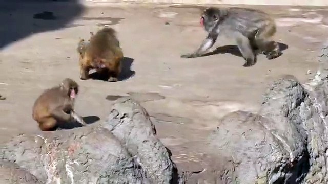 La historia detrás de Punch, el mono del peluche que se volvió furor mundial 1