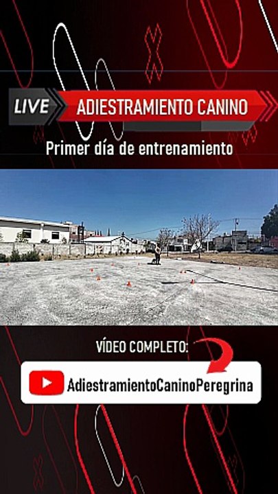 Adiestramiento canino profesional