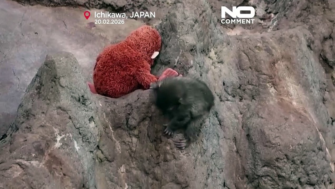 Makake Punch und sein Kuscheltier: Vom Außenseiter zum Netz-Liebling