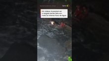 Cachorro cego e surdo é resgatado após ficar preso no meio de cachoeira no RJ #shorts