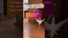Cacatua ‘pula de alegria’ ao reencontrar tutora que estava de férias #shorts