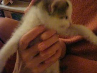 Video chatons 31 mai 2008 (2)