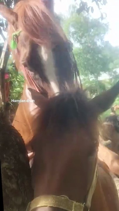 Horse mating with mare