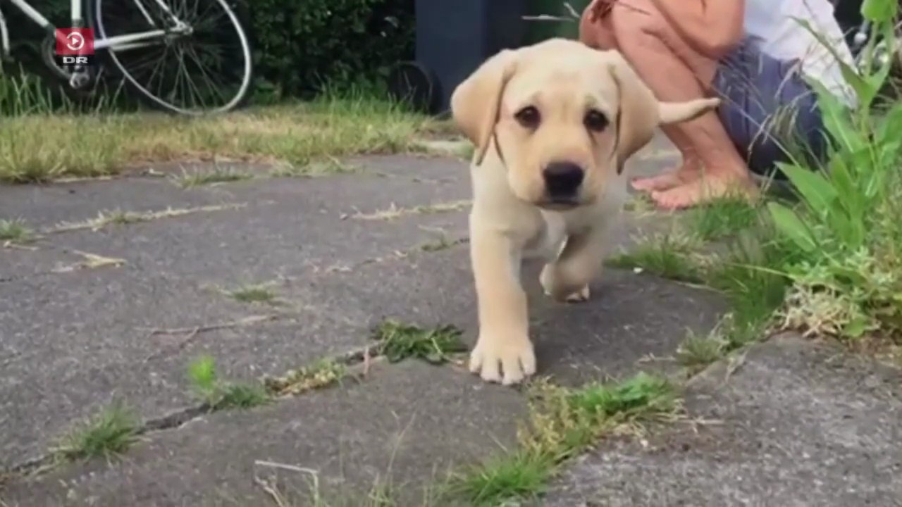 Cool Cash og kæledyr - når din kat tjener flere penge end dig |2018| DRTV