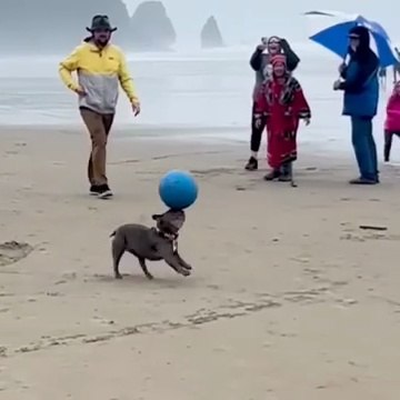 OLYMPIC Pets? Not So Much! 🙀😂 | FUNNY Dog Fails Compilation 2026 | Try Not To Laugh