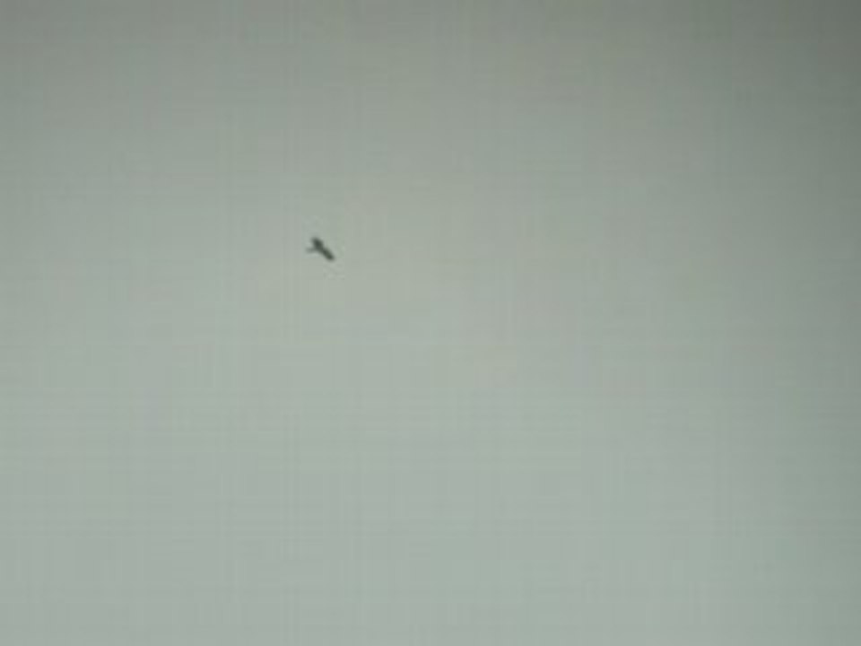 aigle botté 1 juin 2008