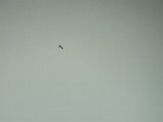 aigle botté 1 juin 2008