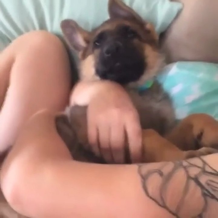 Funny German shepherd puppy being Adorable 🤣🤣🤣🤣🤣🤣Funny shorts video follow me please subscribe plz like