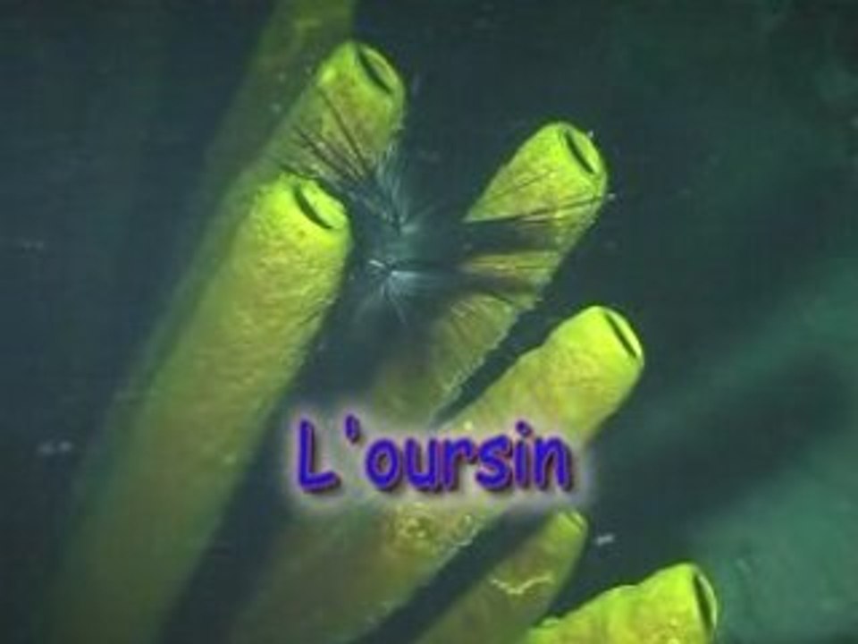 Oursin