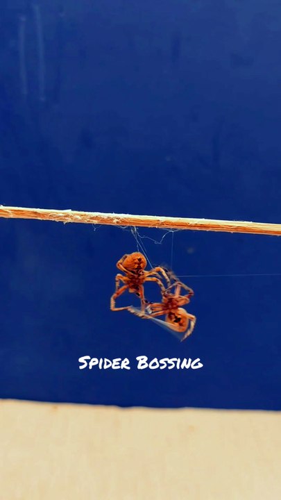 Nice moves. 🔥🕷️🕸️