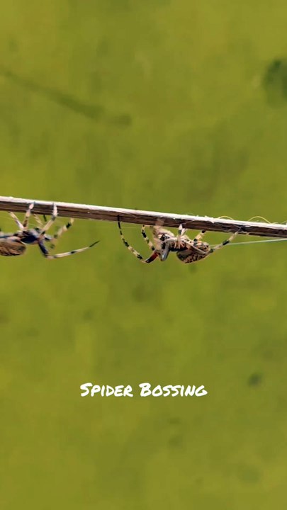 Grabi ganda nito. 🕸️🕷️🔥