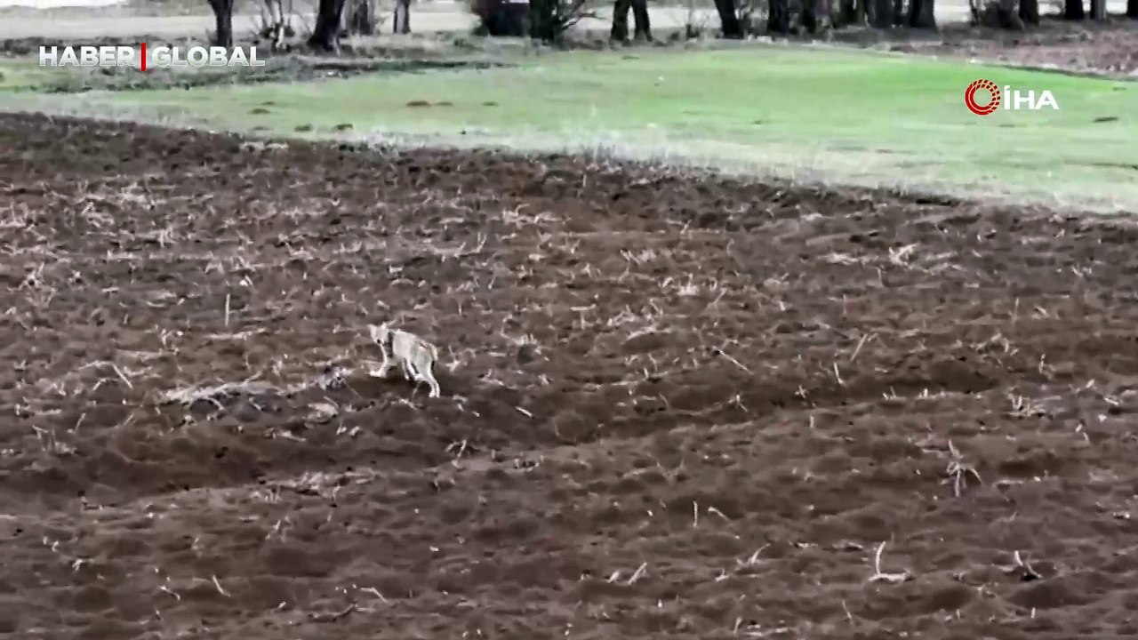 Yer Sivas: "Ormanın hayaleti" bu sefer güpegündüz görüntülendi