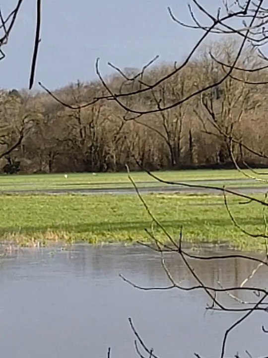 Cigognes blanche, hérons garde boeuf , grande aigrettes à Chazelles
