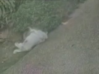 Original, Chien se gratte le dos