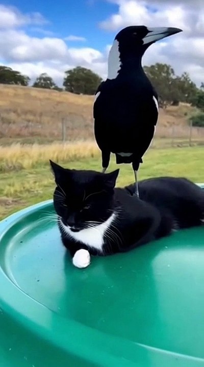 Cat video #cat #kingdomofawais
