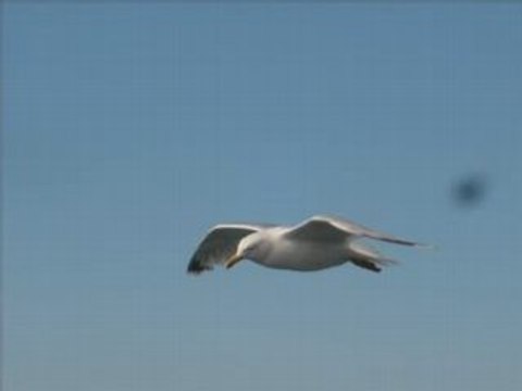 The pearl brian eno & harold budd