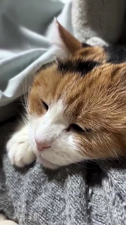 A Cute Cat Sleeping Peacefully.” 🐾😴