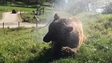 The Best One: When Life Gives You Sprinklers, Be a Bear! 🐻